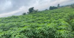 Bingerville terrains a vendre