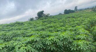 Bingerville terrains a vendre