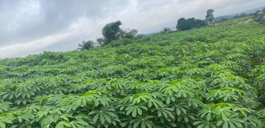 Bingerville terrains a vendre