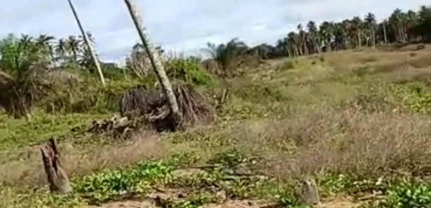 Terrain 1000 m² à vendre – Jacqueville (Avagou)